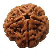 5 mukhi Rudraksha